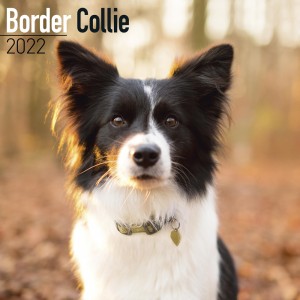 Border Collie 2022 Wall