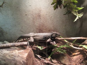 National Reptile Zoo City Square